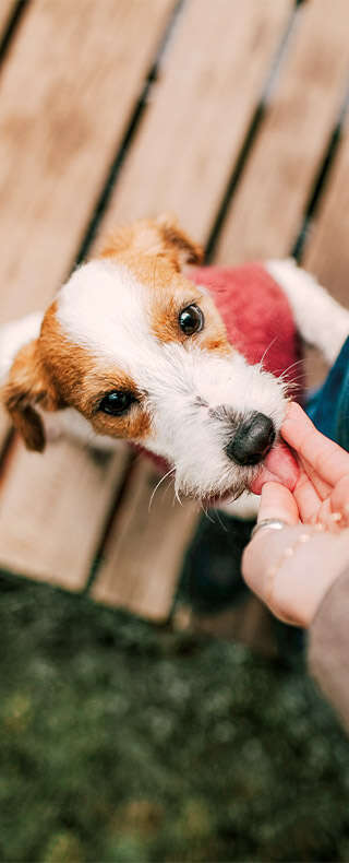 buffo bannerC 320x790px